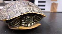 Tartaruga esotica trovata nel parcheggio a Lauriano: ora &egrave; affidata ai volontari del C.A.N.C.