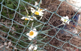 Riscoprire Montale a Ciri&eacute;