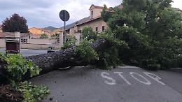 Albero cade in via Susa, traffico rallentato: nessun ferito