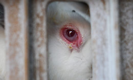 Gabbie negli allevamenti, l&rsquo;Europa tace ancora: scontro sul benessere animale