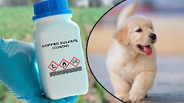 Diserbo senza avvisi a San Mauro, scatta l'allarme: &ldquo;I cani sono a rischio&rdquo;