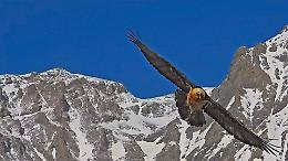 Il Gipeto torna a volare sulle Alpi piemontesi