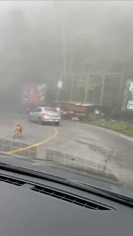 Corre dietro all&rsquo;auto che lo abbandona: il video del cane lasciato sull&rsquo;asfalto sconvolge il web (VIDEO)