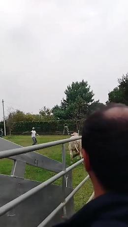 Toro impazzito per le strade di Leini: ecco come lo hanno catturato (VIDEO)