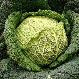 Sagra del Cavolo Verza, Montalto Dora riporta in vita il suo rito d’autunno