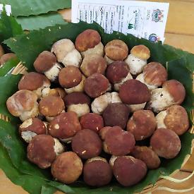 Il fungo diventa re: a Giaveno dieci giorni di festa per il porcino