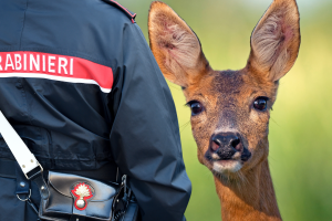 Chivasso, capriolo incastrato nella recinzione della piscina comunale: salvato dai Forestali