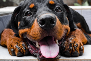 Ha abbaiato per due giorni. Cane eroe salva "umana"