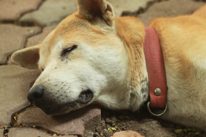 Avvelenato un cane: sospetto boccone killer