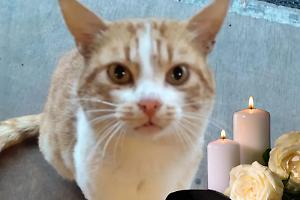 Addio a Gianfranco, il gatto mascotte del birrificio: colpito da un proiettile, è morto dopo mesi di agonia