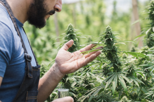 Dalla Fiera della Canapa al tribunale: imprenditore agricolo di Settimo Torinese a processo per spaccio