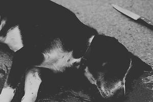 Biella, cane ucciso a coltellate durante una lite tra uomini