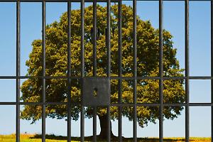 Dieci anni di carcere per un albero: il caso che scuote l'opinione pubblica