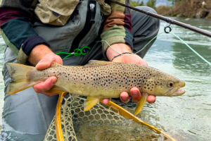 Pescava trote nel Parco Nazionale del Gran Paradiso: a processo un 75enne del Canavese