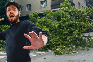 Torino, crolla un albero in corso Moncalieri: sfiorata la tragedia dopo le piogge