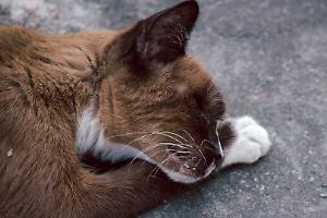 Caluso, gatto morto gettato in una busta sulla strada dei vigneti