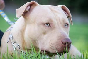 Aizza il pitbull contro un ragazzo e poi contro i poliziotti: ventenne arrestato a Torino