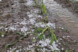 Devastati i campi del Torinese: la grandine rasa al suolo l’agricoltura
