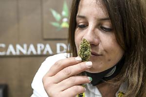 Serra in salotto e clienti alla porta: denunciato a Biella un 35enne che coltivava e spacciava marijuana nel suo appartamento