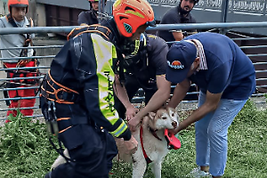 Torino, cane finisce nella Dora e viene strappato alla corrente dai soccorritori