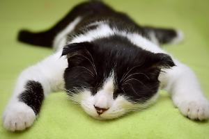 Orrore in parrocchia: gatto crocifisso al muro dell’oratorio