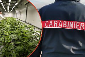 Maxi operazione antidroga: tre arresti e due piantagioni smantellate