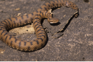 Morso di vipera nei boschi di Cantoria: 15enne si salva da solo e chiama i soccorsi
