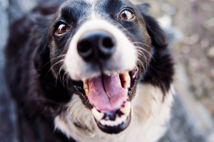 Settimo Torinese, ragazza morsa da un cane in via Italia