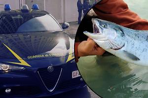 Pesce d’oro e soldi fantasma: sequestrati 9 milioni a gruppo ittico sotto inchiesta