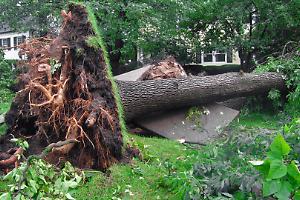 Maltempo killer in Lombardia: muore travolta da un albero, feriti altri due