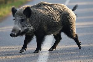  Invade la corsia per schivare un cinghiale e centra un'auto: due donne tra la vita e la morte
