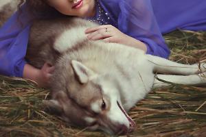 Non solo la moglie, anche il cane: l’orrore di un uomo che non si è fermato davanti a nulla…