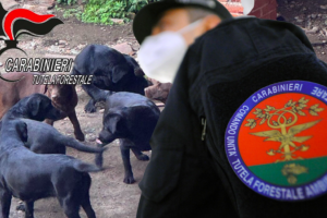 Cuccioli sequestrati a Scarmagno, scoperta la frode di un allevatore senza scrupoli