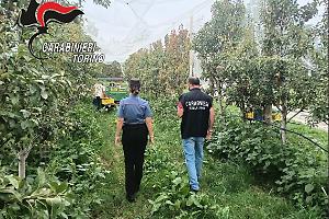 Lavoro nero nei frutteti del Pinerolese: due titolari denunciati, sanzioni per 7 mila euro