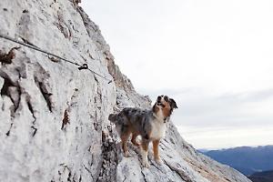 Paura per due cani intrappolati sulla via ferrata