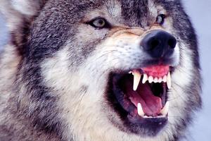 Lupo azzanna un allevatore mentre difende il gregge