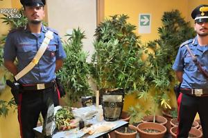 Odore di marijuana nell’aria: il fiuto dei carabinieri porta a un arresto a Chieri