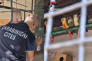 Lago Maggiore, sequestrati 17 pappagalli protetti e multa da 30mila euro. Scoperto giardino zoologico abusivo