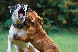 Presunti pitbull fuggono dalle ex piscine del Sempione: 82enne e il suo Spritz aggrediti