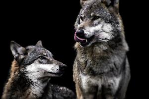 Lupi in azione in Valchiusella. 6 pecore sbranate