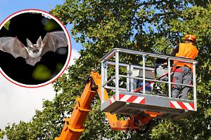 Pipistrelli, alberi e regole: perché dieci Comuni del Canavese sfidano la Regione al Tar
