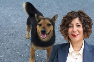 «Rocky ucciso a fucilate»: Sarah Disabato (M5S) denuncia il far west della caccia in Piemonte