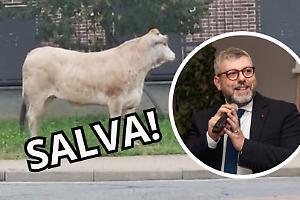 Leini si mobilita per “Torella”: la vitella non sarà macellata!