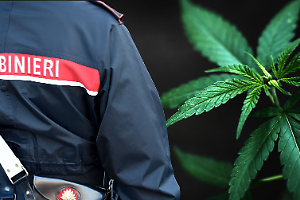Assalto in un deposito di cannabis light nel Cuneese, indagano i Carabinieri