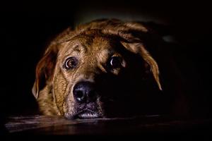 Fuochi d’artificio vicino al canile: cani in panico e polemica contro il Luna Park