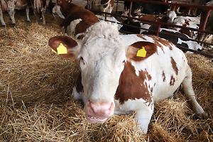 Travolto da una mucca mentre lavora: 62enne elitrasportato al Cto