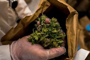 Spaccio in famiglia a Nichelino: due fratelli arrestati con quasi un chilo di hashish nascosto in casa