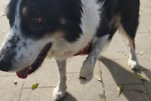 Cane aggredito e ferito a Torino: salvato dai residenti