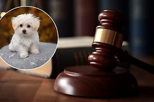 Torino, furto al negozio di animali: arrestati in flagranza, i due negano tutto in aula