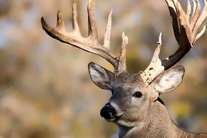 Cervo ucciso e trasportato in auto sulla Statale 33: automobilisti filmano tutto, bracconiere multato